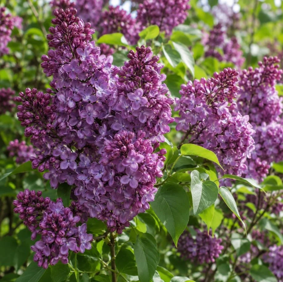 Purple Lilac Bush Live Plant – Cold Hardy Fragrant Flowers – 14-18" Tall – Outdoor - Image 4