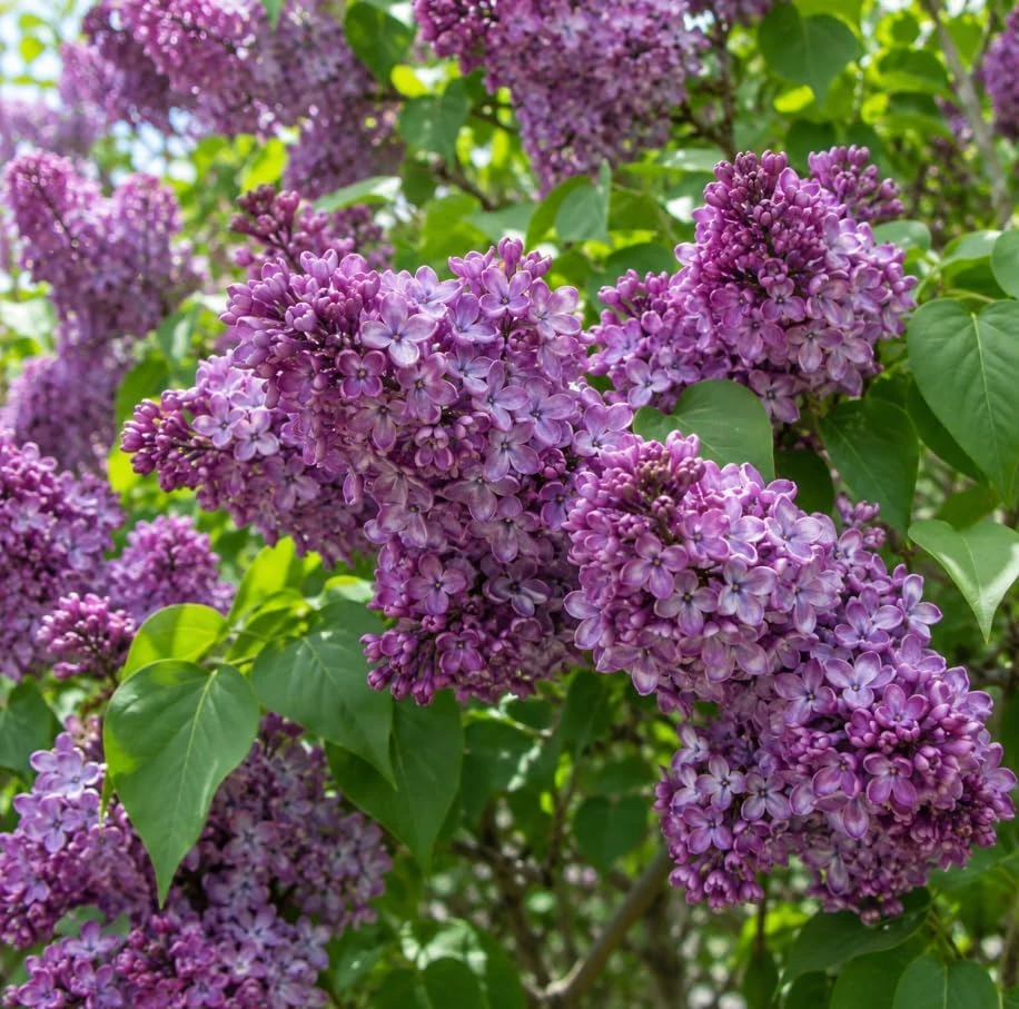 Purple Lilac Bush Live Plant – Cold Hardy Fragrant Flowers – 14-18" Tall – Outdoor - Image 5