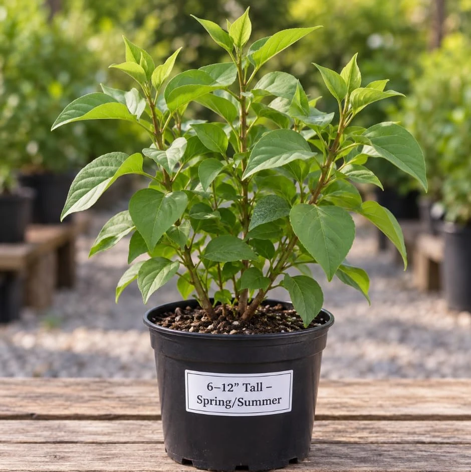 Purple Lilac Bush Live Plant – Cold Hardy Fragrant Flowers – 14-18" Tall – Outdoor - Image 6
