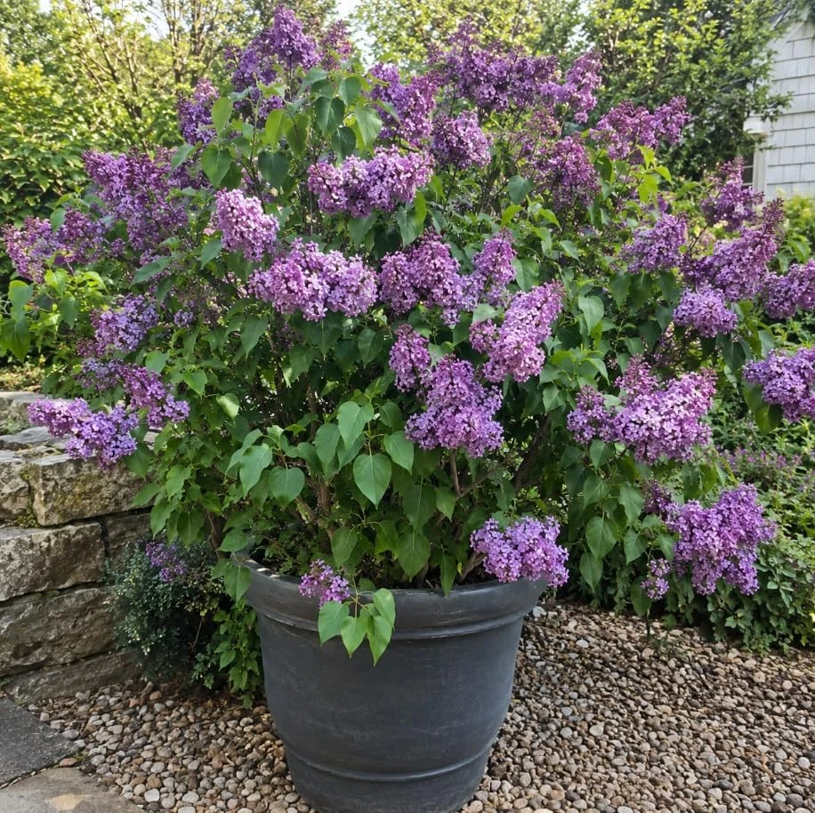 Purple Lilac Bush Live Plant - Cold Hardy, Fragrant Flowers, 6-12" Tall - Image 1