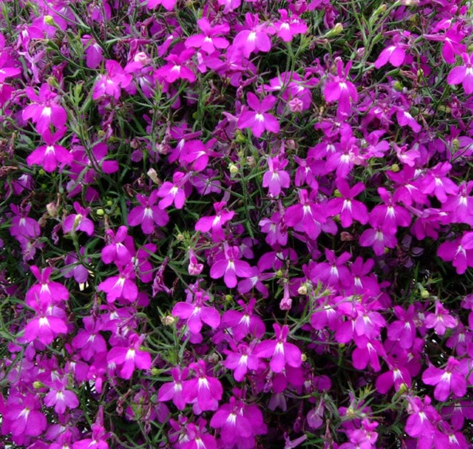 Purple Lobelia Live Plant - 3" Pot - Annual Trailing Flowers for Gardens & Baskets - Image 1