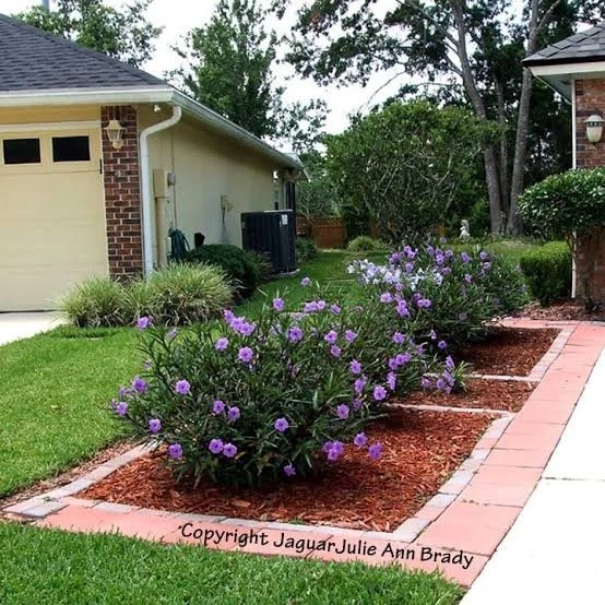 Purple Mexican Petunia Live Plants – Ruellia, 5-7" Tall, 5-Pack, Indoor/Outdoor - Image 2