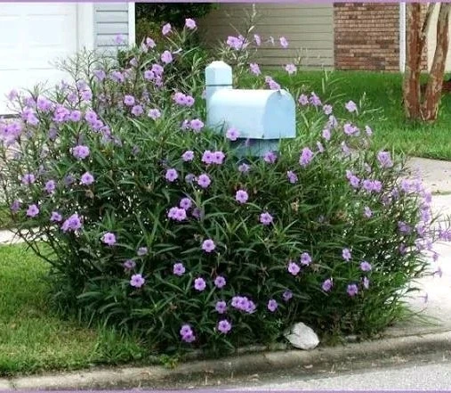 Purple Mexican Petunia Live Plants – Ruellia, 5-7" Tall, 5-Pack, Indoor/Outdoor - Image 3