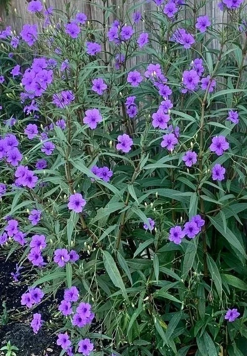 Purple Mexican Petunia Live Plants – Ruellia, 5-7" Tall, 5-Pack, Indoor/Outdoor - Image 1