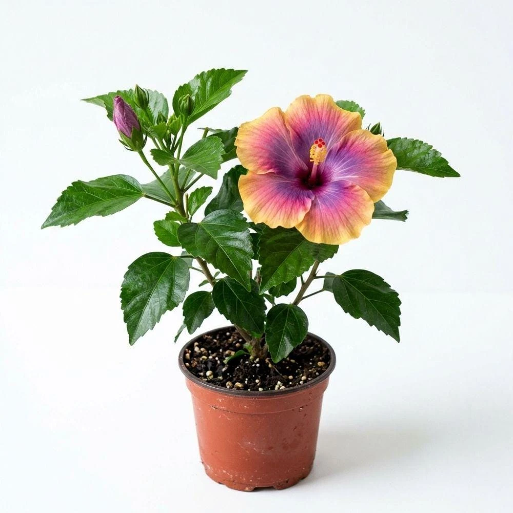 Purple Pink Yellow Hibiscus Live Plant - 5-7 Inch Tricolor Tropical Flower - Image 1