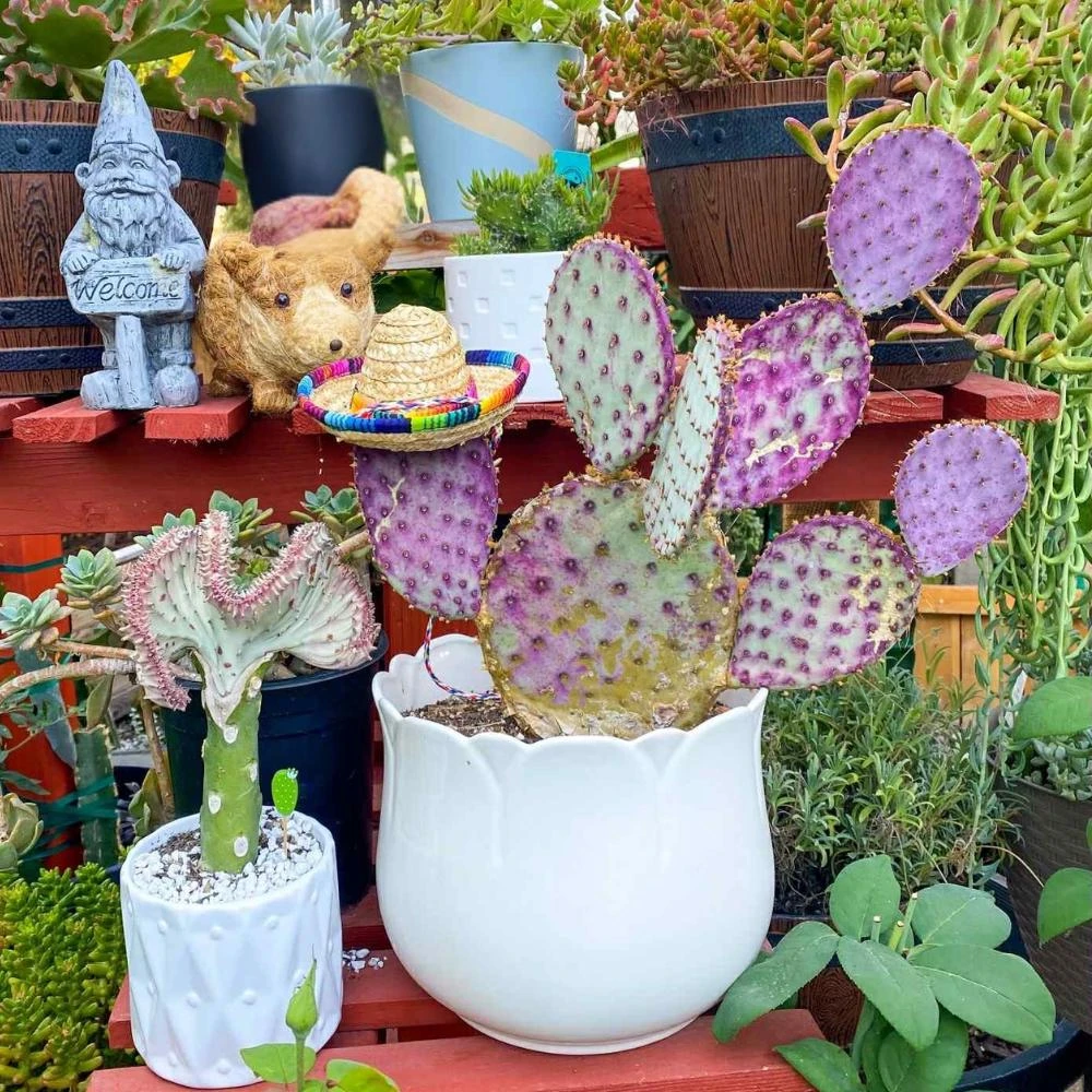 Purple Prickly Pear Cactus Live Plant – 6-8 Inch Rare Succulent - Image 1