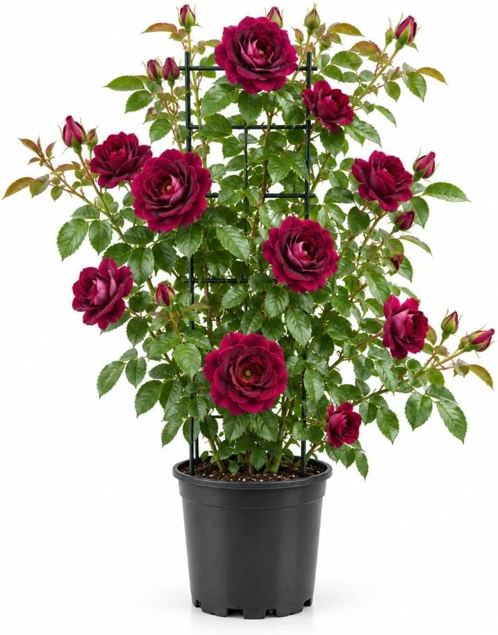 Purple Red Climbing Rose Live Plant – 5-7 Inches Tall, Rooted Bush for Trellises - Image 1