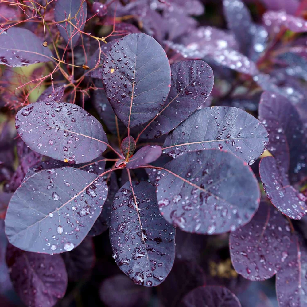 Purple Smoke Tree Live Plant – Quart Pot – Vibrant Plum-Purple Foliage Shrub – Outdoor - Image 1