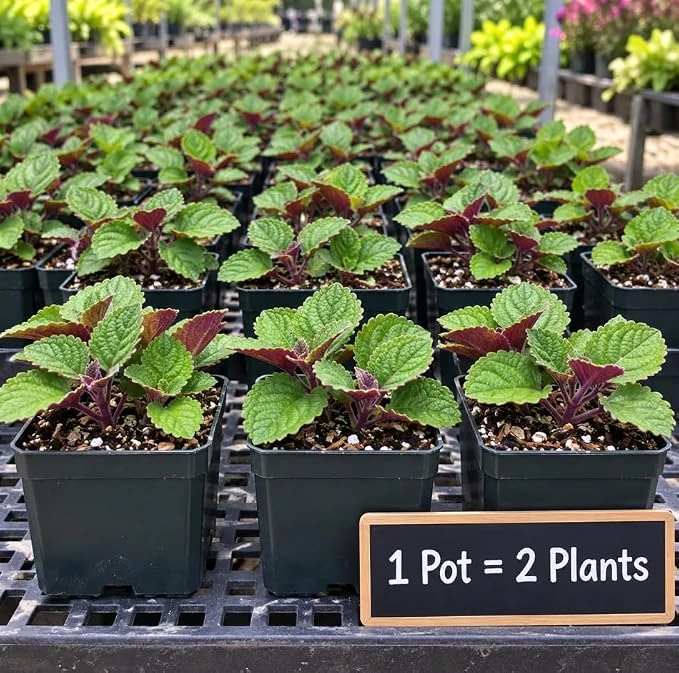 Purple Swedish Ivy Live Plants – 2 Plectranthus in 4 inch Pots – Indoor/Outdoor Vine - Image 1