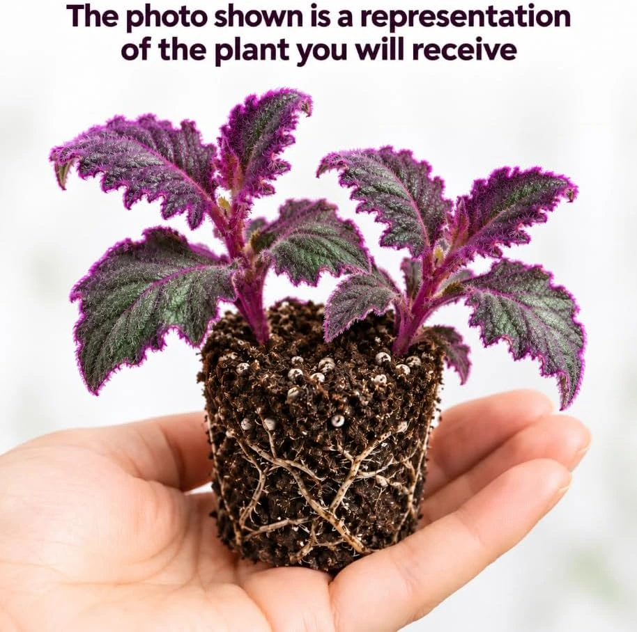 Purple Velvet Gynura Live Plant - 2 Purple Passion Houseplants, 5-7 Inches Tall - Image 2