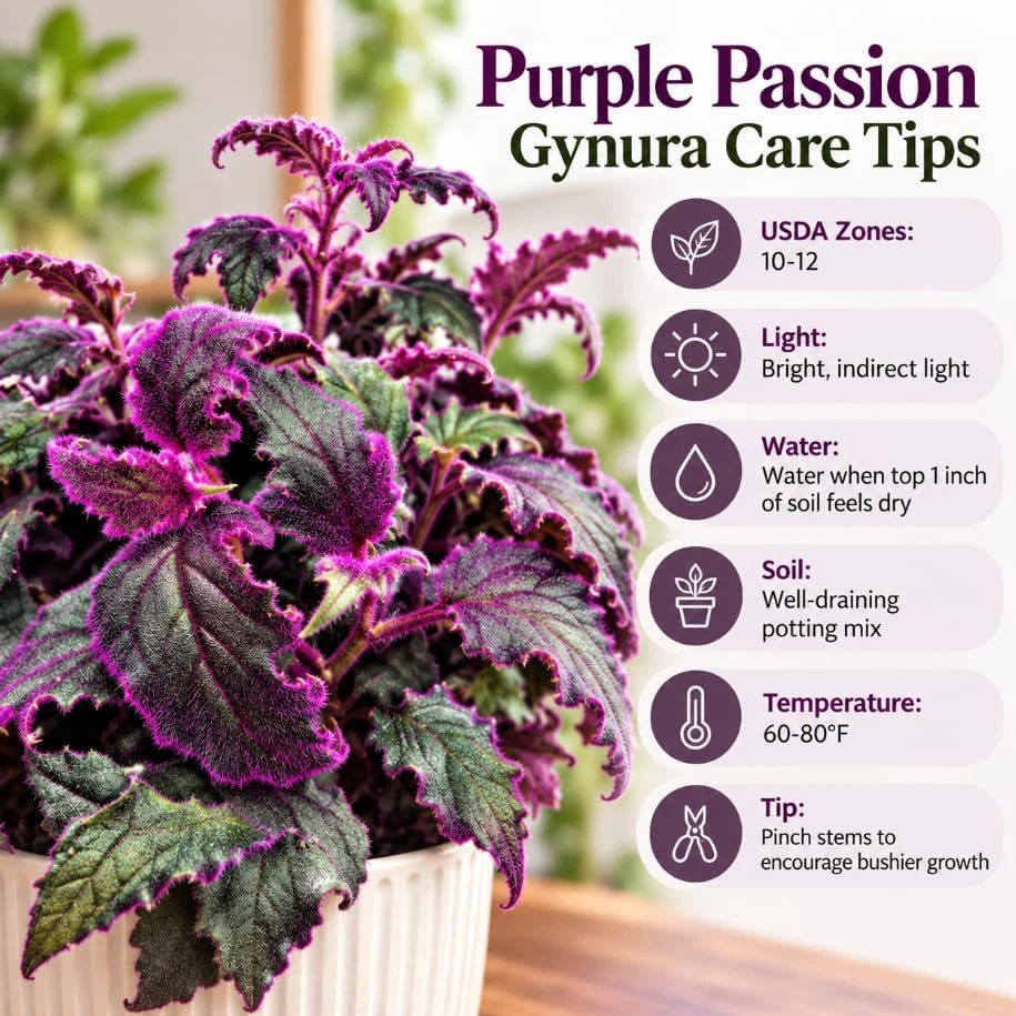 Purple Velvet Gynura Live Plant - 2 Purple Passion Houseplants, 5-7 Inches Tall - Image 4