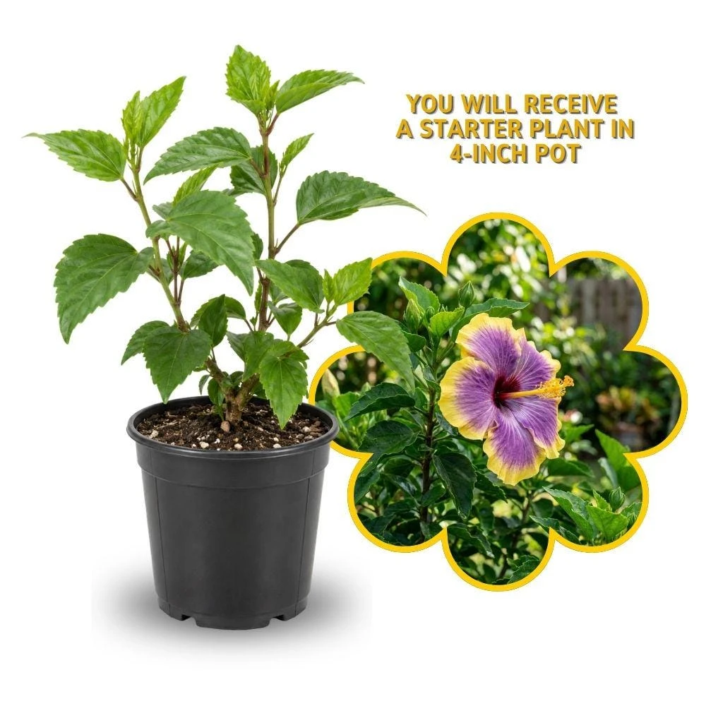 Purple Yellow Hibiscus Live Plant – 5-7 Inch Tropical Shrub – Bicolor Flower - Image 2