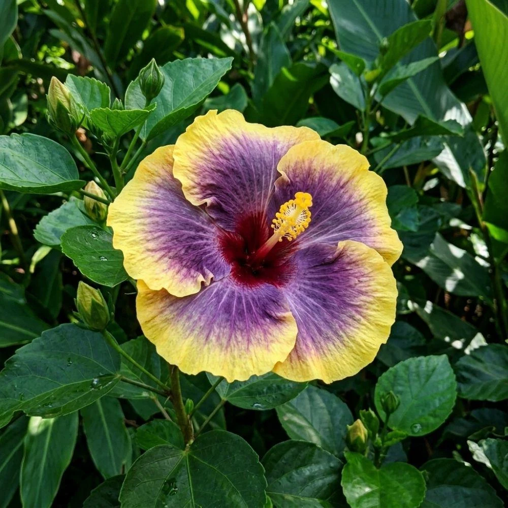 Purple Yellow Hibiscus Live Plant – 5-7 Inch Tropical Shrub – Bicolor Flower - Image 5