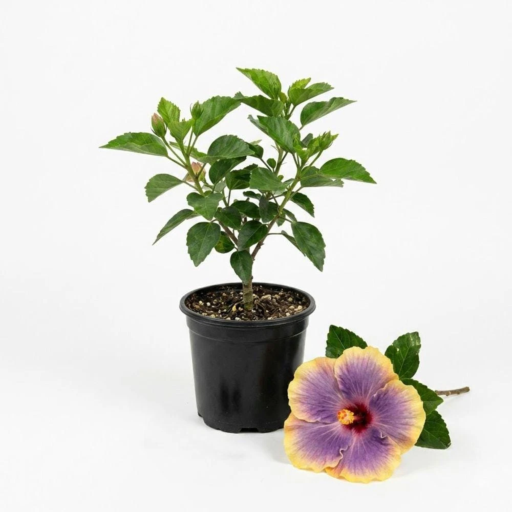 Purple Yellow Hibiscus Live Plant – 5-7 Inch Tropical Shrub – Bicolor Flower - Image 8