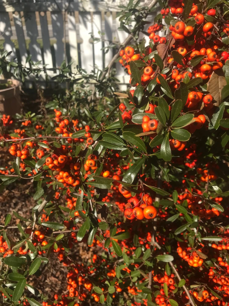Pyracanthus Orange Glo Firethorn Seeds - 50 Seeds for Landscaping & Wildlife - Image 1