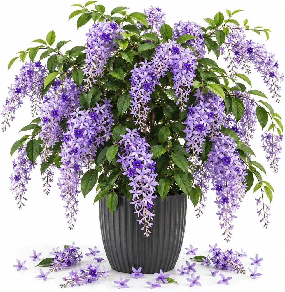 Queen Wreath Live Vine Plant - 4-7 Inches Tall - Purple Flowering Climber for Outdoors - Image 1