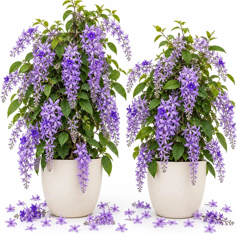 Queen Wreath Vine Live Plants - 2-Pack, 4-7 Inches Tall, Outdoor Climbing Vines - Image 1
