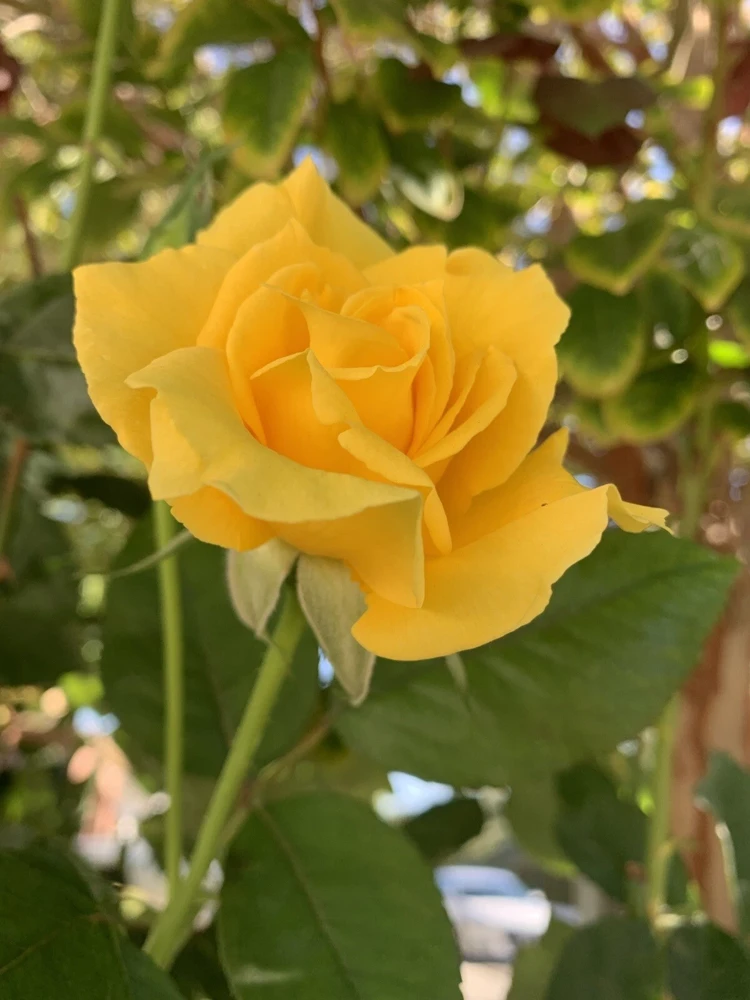 Radiant Perfume Rose Seeds - Fragrant Large Yellow Rose Flower Seeds - 20 Seeds - Image 1