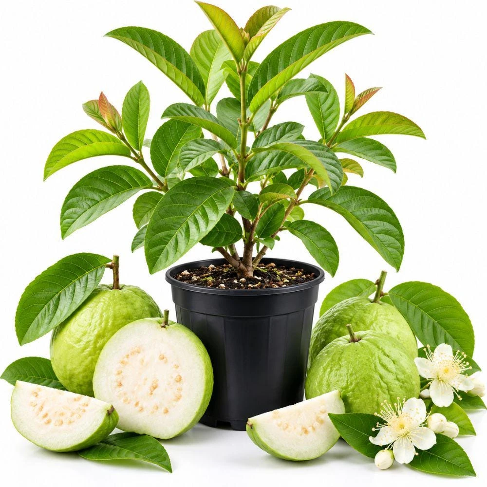 Rare Guava Live Tree – Giant Fruit Variety Plant – Sweet Crisp Tropical Fruit Shrub - Image 1