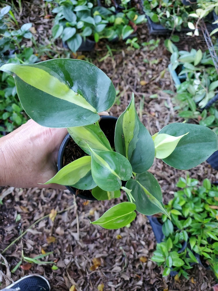 Rare Philodendron Brasil Live Plant - 4 inch Potted Houseplant, Air Purifier - Image 2