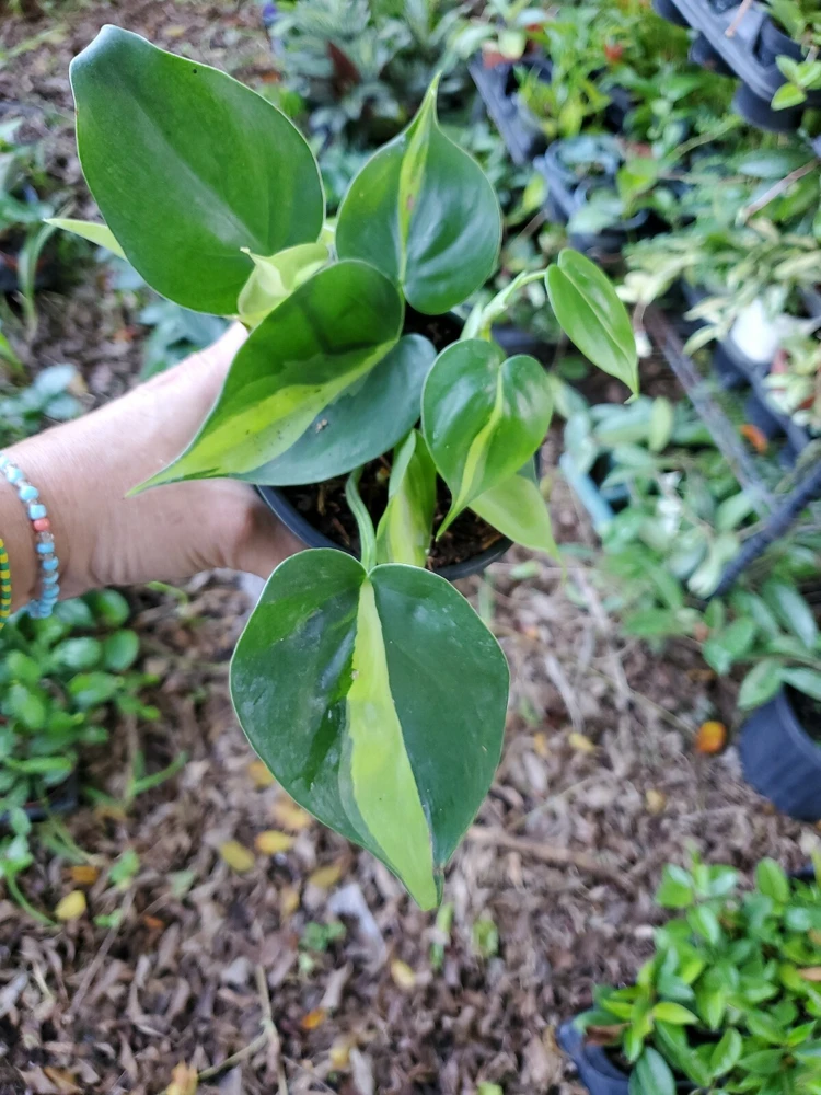 Rare Philodendron Brasil Live Plant - 4 inch Potted Houseplant, Air Purifier - Image 3