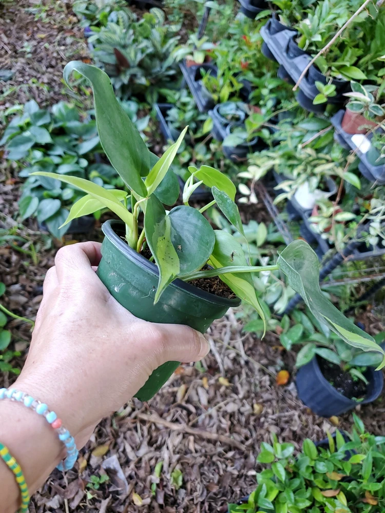 Rare Philodendron Brasil Live Plant - 4 inch Potted Houseplant, Air Purifier - Image 4