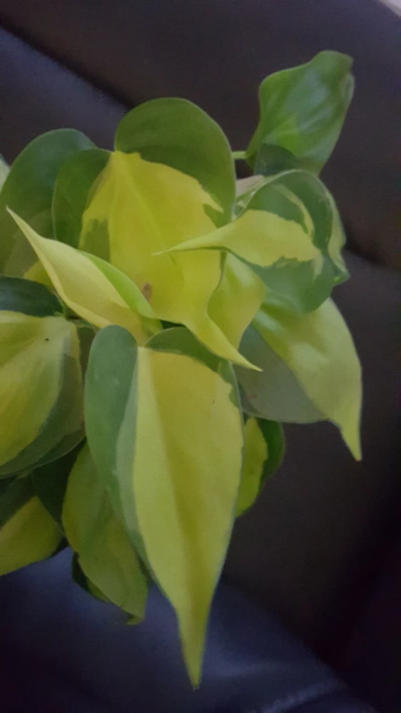Rare Philodendron Brasil Live Plant - 4 inch Potted Houseplant, Air Purifier - Image 1
