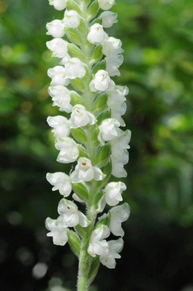 Rattlesnake Orchid Live Plant – 5 Root Systems – Perennial – Zones 4-8 - Image 1
