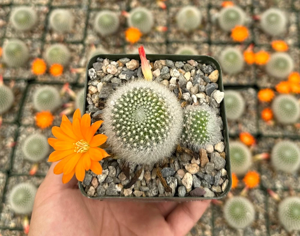 Rebutia Fiebrigii Live Cactus Plant โ Blooming Ornamental Succulent in 3" Pot - Image 2