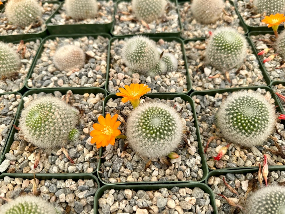Rebutia Fiebrigii Live Cactus Plant โ Blooming Ornamental Succulent in 3" Pot - Image 3