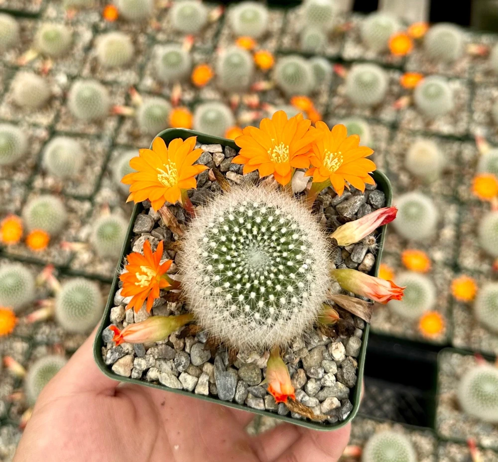 Rebutia Fiebrigii Live Cactus Plant – Blooming Ornamental Succulent in 3" Pot - Image 1