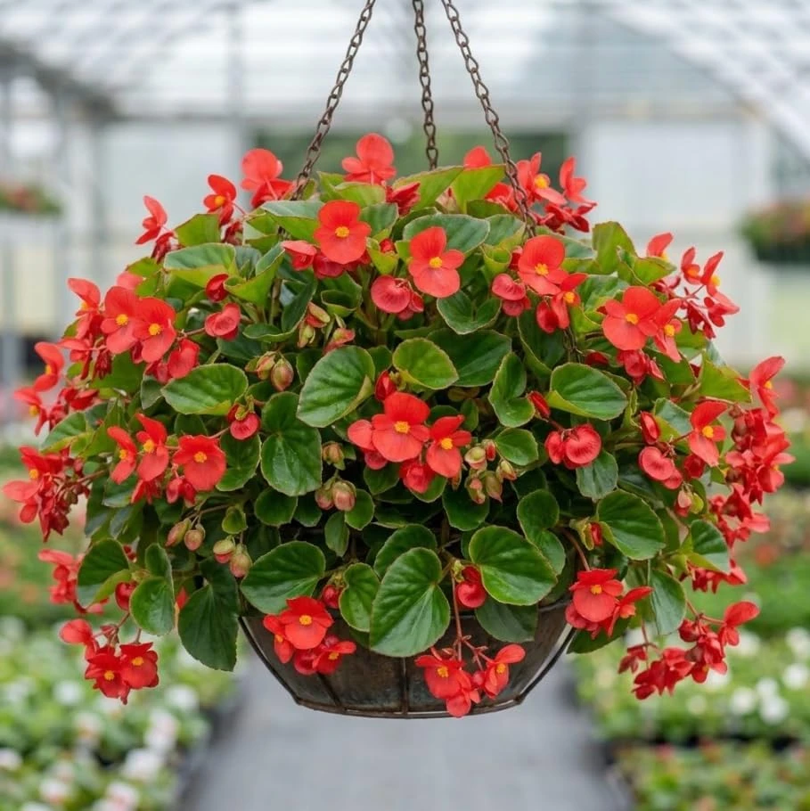 Red Begonia Live Plant – Vibrant Red Flowers – 4 inch Pot – Indoor/Outdoor - Image 1