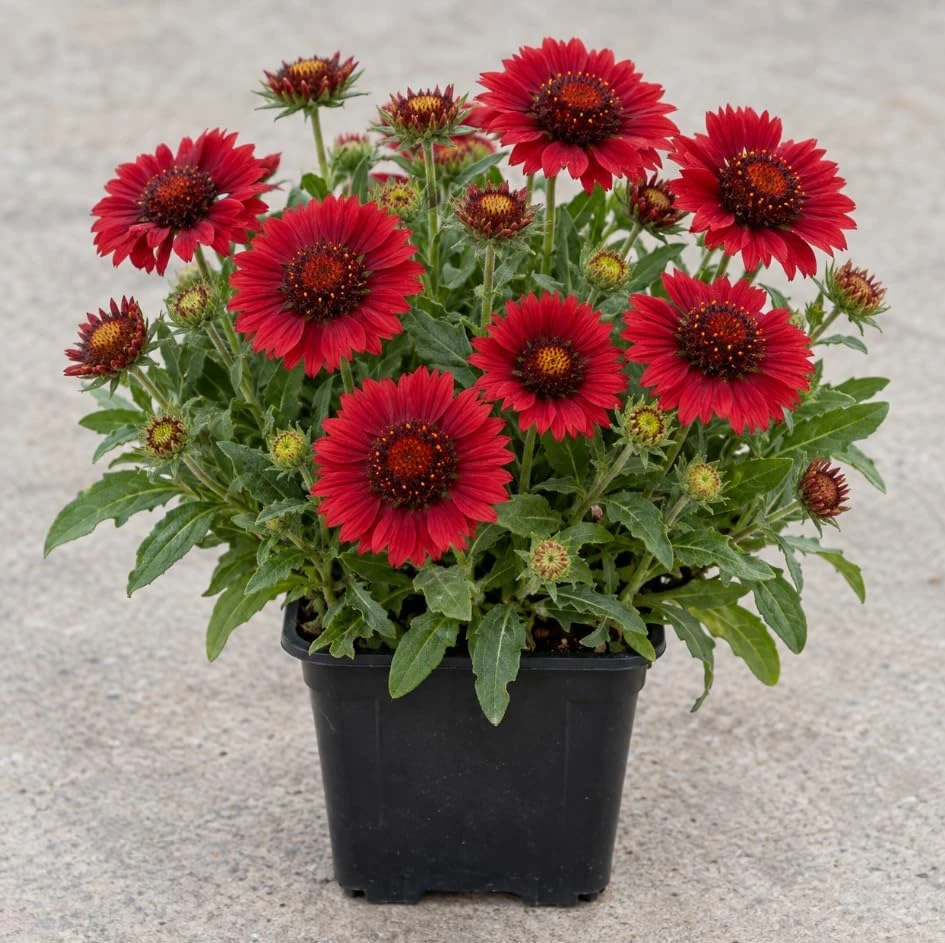 Red Blanket Flower Live Plant – Common Gaillardia Starter Plant for Outdoor Gardens - Image 1