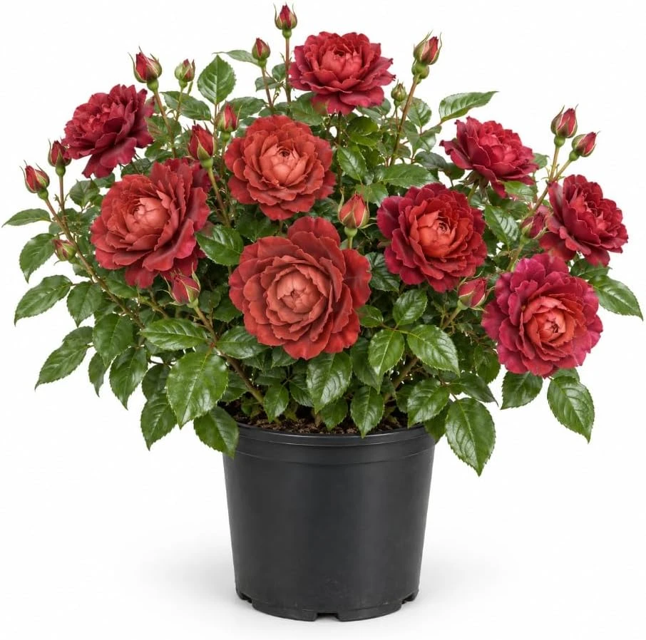 Red Brown Rose Bush Live Plant, 4-7 Inches Tall, Fragrant Reblooming Flowers - Image 1