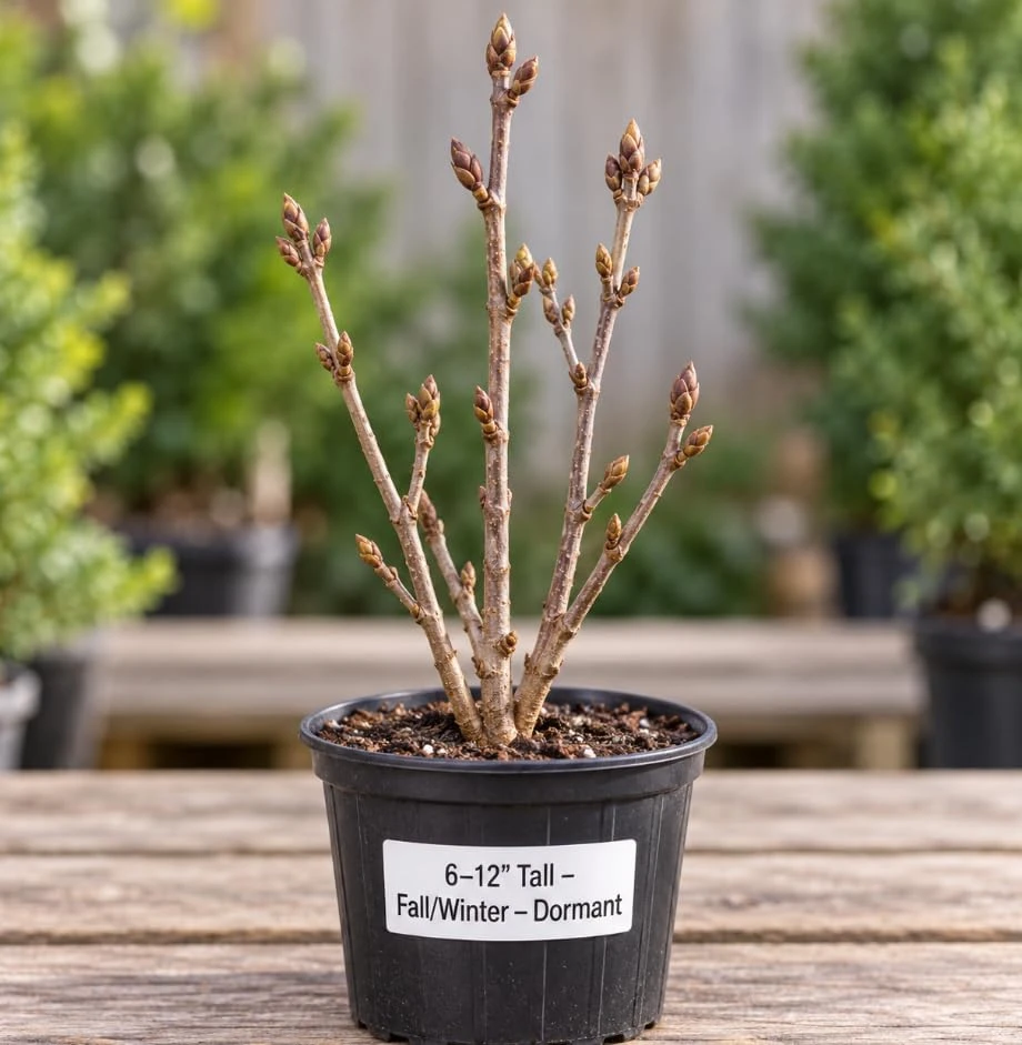 Red Bud Lilac Tree Live Plant โ Cold Hardy Ornamental Bush โ 9-12" Tall - Image 7