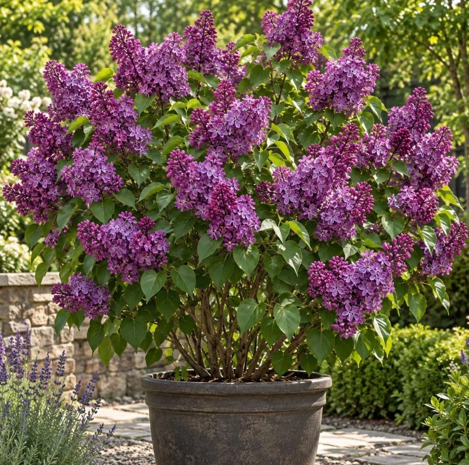 Red Bud Lilac Tree Live Plant – Cold Hardy Ornamental Bush – 9-12" Tall - Image 1