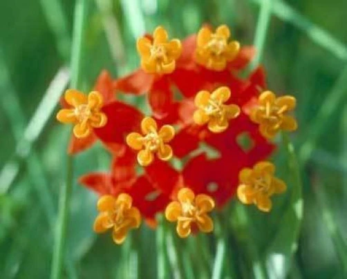 Red Butterfly Weed Seeds - Asclepias curassavica - Monarch Host Plants - 10 Seeds - Image 1