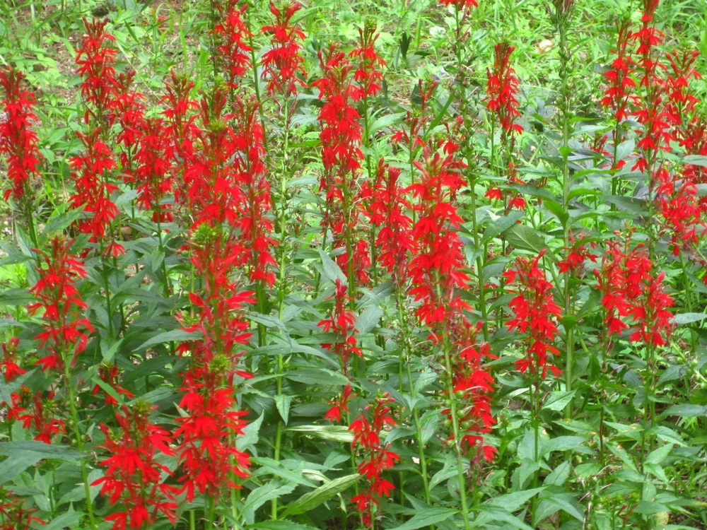 Red Cardinal Flower Bare Roots - 5 Pack Lobelia cardinalis Perennial - Image 1