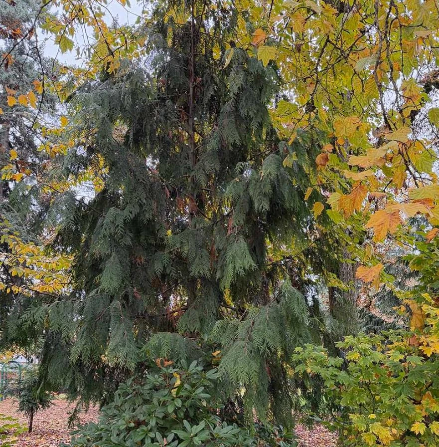 Red Cedar Tree Live Plant โ 3 inch Pot โ Hardy Evergreen Conifer Outdoor - Image 10