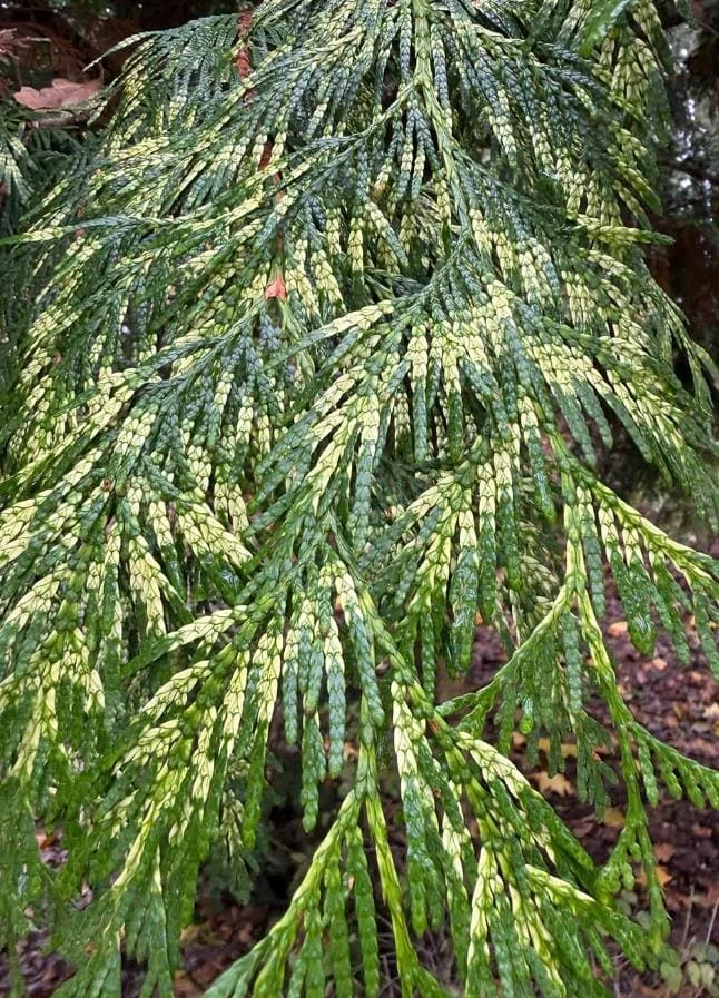 Red Cedar Tree Live Plant โ 3 inch Pot โ Hardy Evergreen Conifer Outdoor - Image 2