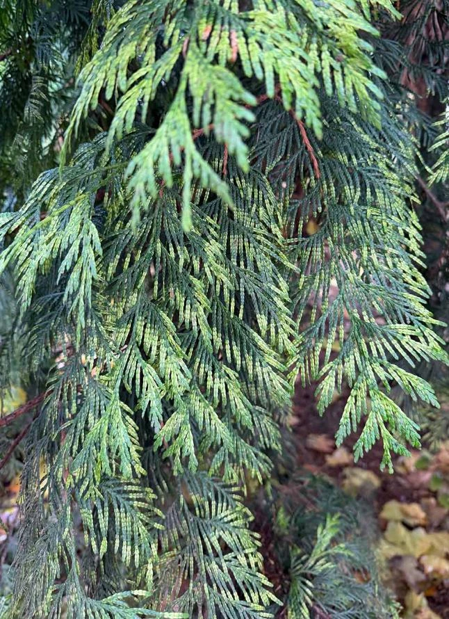 Red Cedar Tree Live Plant โ 3 inch Pot โ Hardy Evergreen Conifer Outdoor - Image 3