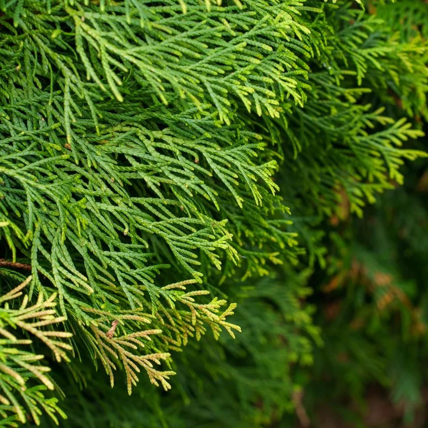 Red Cedar Tree Live Plant โ 3 inch Pot โ Hardy Evergreen Conifer Outdoor - Image 4