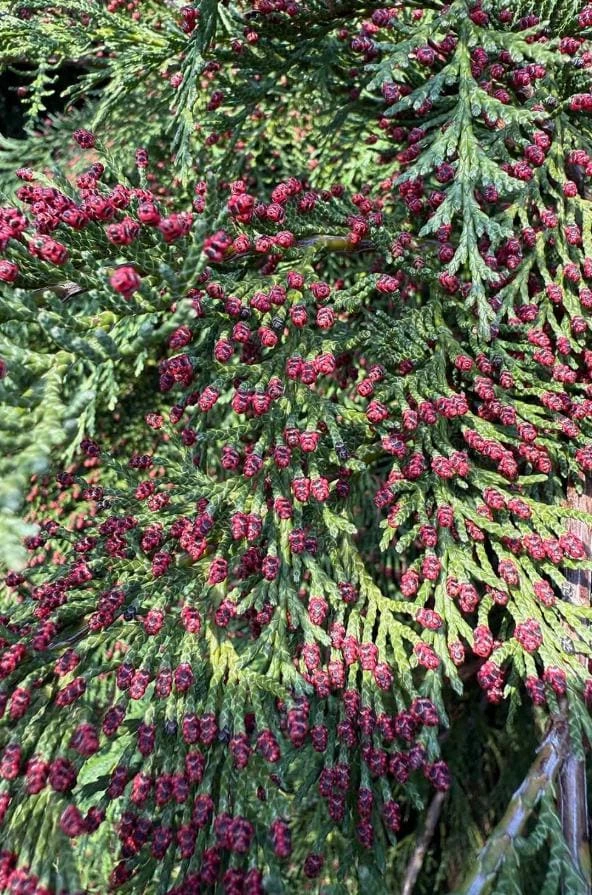 Red Cedar Tree Live Plant โ 3 inch Pot โ Hardy Evergreen Conifer Outdoor - Image 5