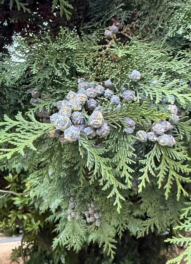 Red Cedar Tree Live Plant – 3 inch Pot – Hardy Evergreen Conifer Outdoor - Image 1