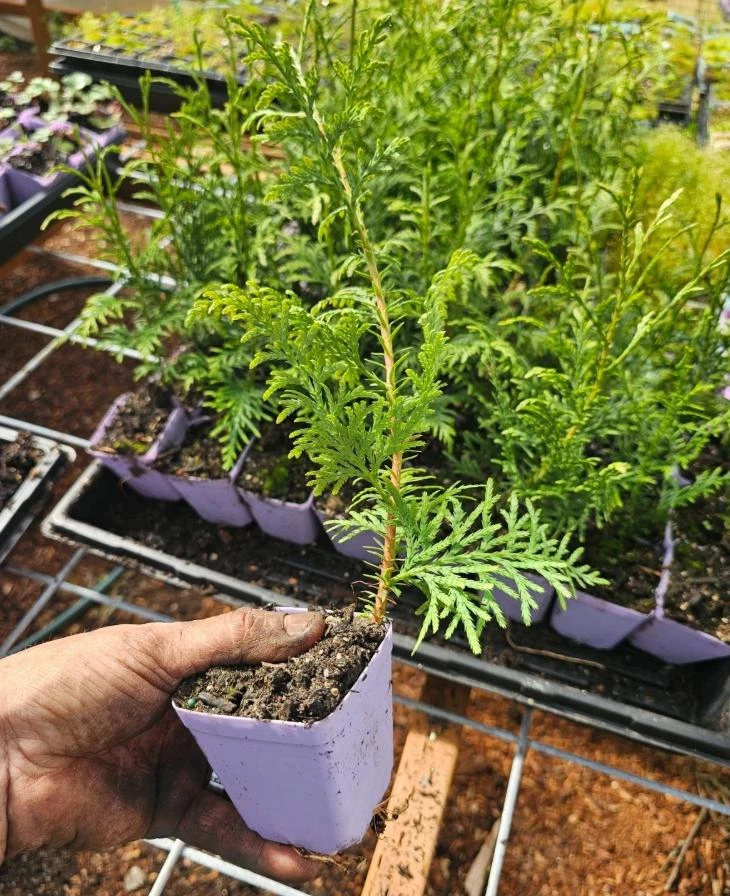 Red Cedar Tree Live Plant โ 3 inch Pot โ Hardy Evergreen Conifer Outdoor - Image 6