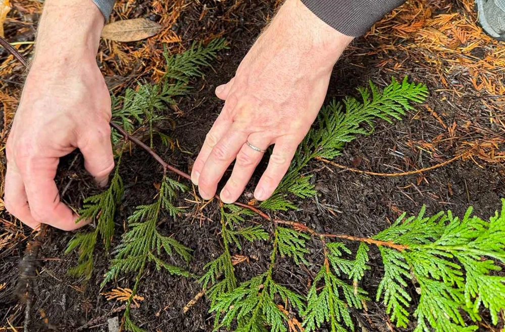 Red Cedar Tree Live Plant โ 3 inch Pot โ Hardy Evergreen Conifer Outdoor - Image 7