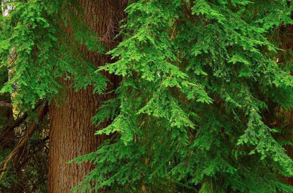 Red Cedar Tree Live Plant โ 3 inch Pot โ Hardy Evergreen Conifer Outdoor - Image 9