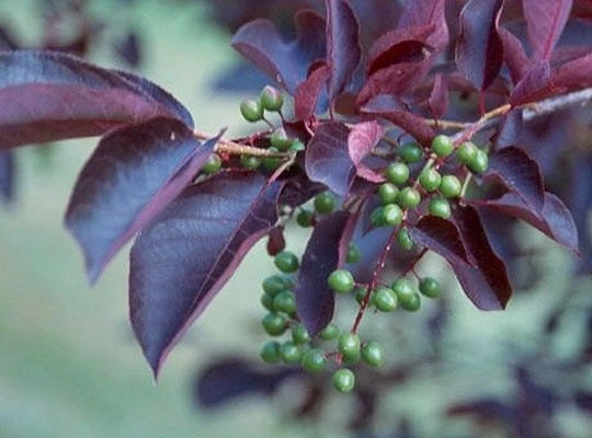 Red Chokecherry Tree Live Plant 2-12" Tall - Fruit Bearing & Hardy - Image 2