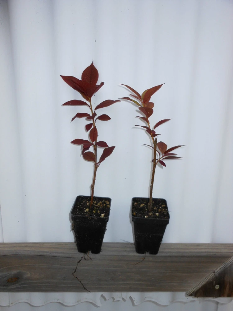 Red Chokecherry Tree Live Plant 2-12" Tall - Fruit Bearing & Hardy - Image 3