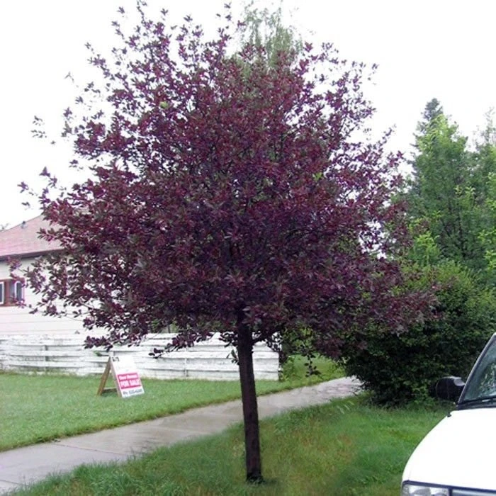 Red Chokecherry Tree Live Plant 2-12" Tall - Fruit Bearing & Hardy - Image 4